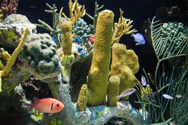 loxahatchee-river-center-aquarium