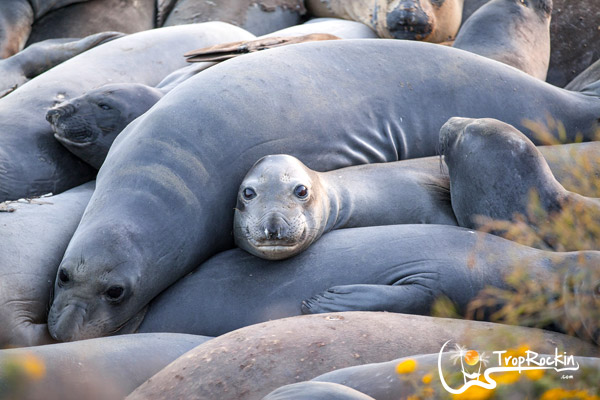 elephant-seals-california