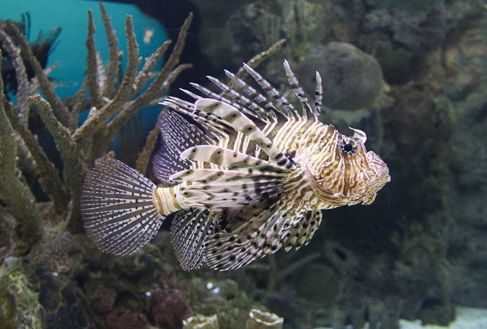Lion Fish in Aquarium at the Florida Keys Eco-Discovery Center in Key West